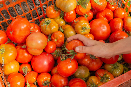 A female hand collects a harvest of red tomatoes into a box.