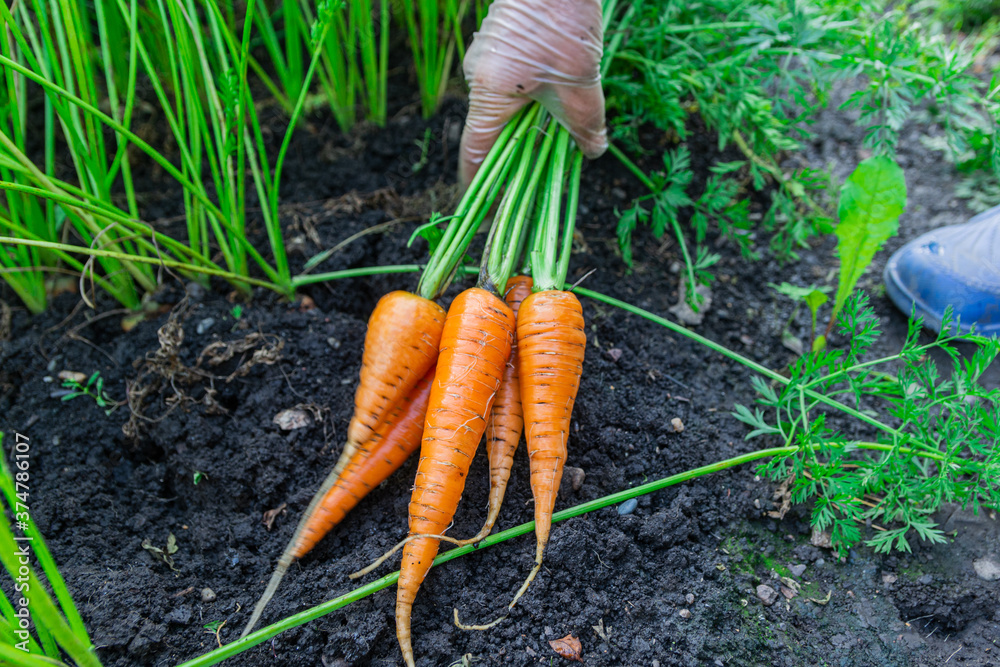 Female hand with a bunch of carrots with tops. Collecting carrots. Grow carrots yourself Female hand with a bunch of carrots with tops. Collecting carrots. Grow carrots yourself