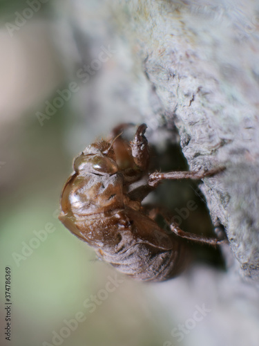 Close up of a cicada shell attached to bark