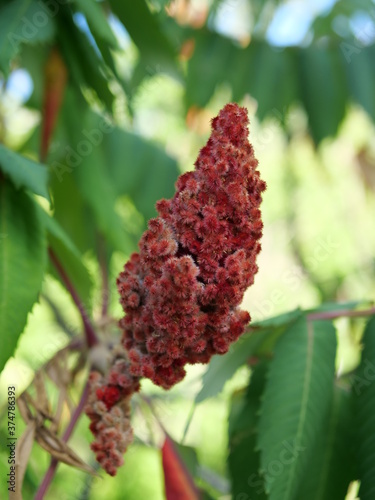 A bunch of a tree's red flowers
