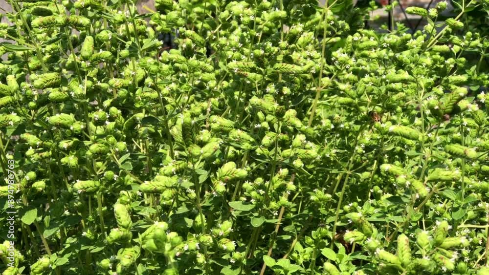 4K HD video of many honey bees meticulously traveling from flower to flower collecting pollen from oregano herb plants beginning to bloom.
4K HD video of many honey bees meticulously traveling from flower to flower collecting pollen from oregano herb plants beginning to bloom.