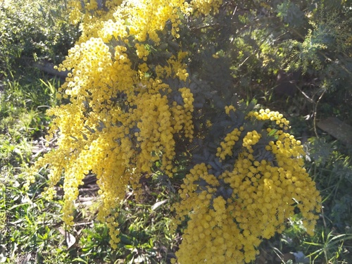 Cootamundra wattle  Acacia baileyana photo