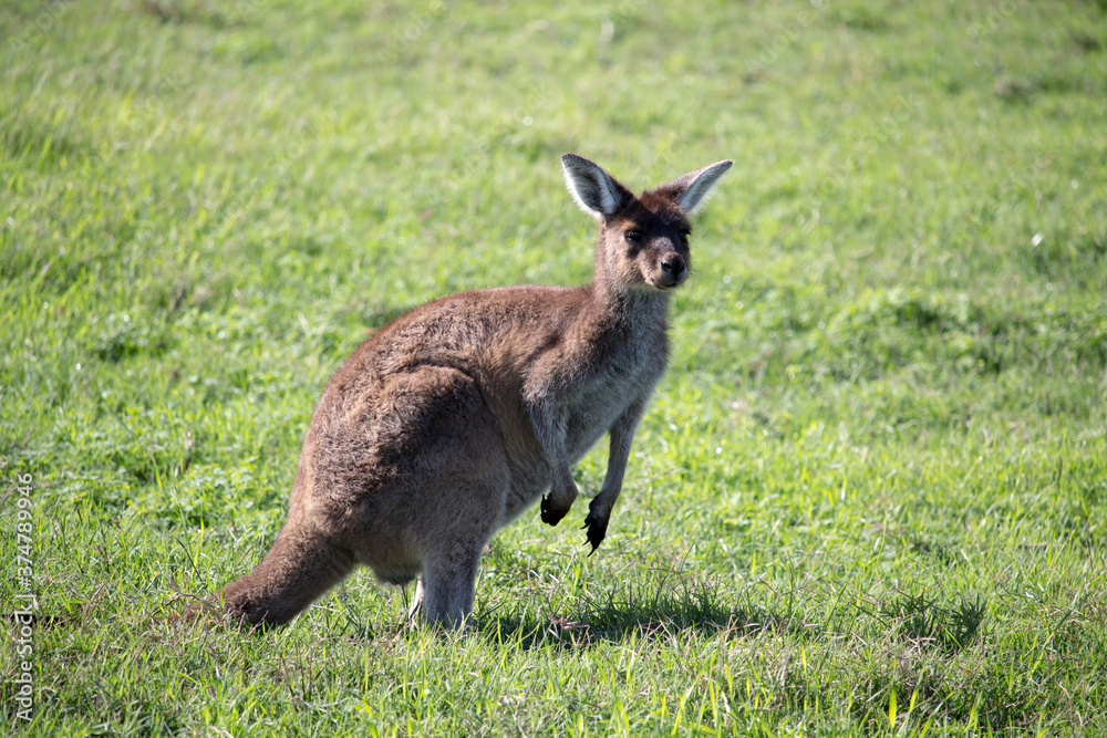 Fototapeta premium A furry Western Grey kangaroo macropus fuliginosus grazing in the green grassy field near Australind ,Western Australia on a cloudy afternoon in spring is also a popular Australian icon.