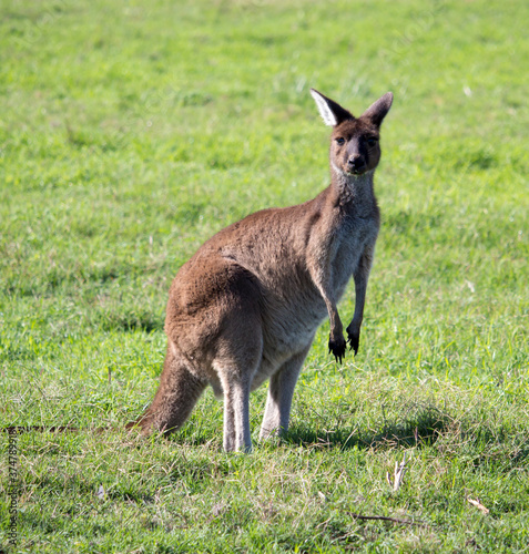 A furry Western Grey kangaroo macropus fuliginosus grazing in the green grassy field near Australind ,Western Australia on a cloudy afternoon in spring is also a popular Australian icon.