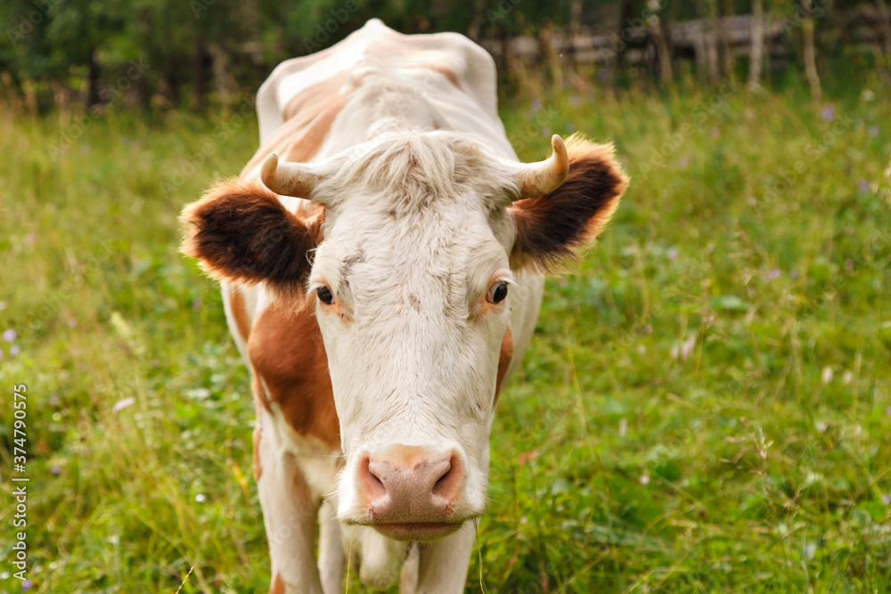cow grazing on a green meadow. large horned livestock eats the grass. animals close up. Concept of meat products, agriculture, life in nature, organization for the protection of animals cow grazing on a green meadow. large horned livestock eats the grass. animals close up. Concept of meat products, agriculture, life in nature, organization for the protection of animals