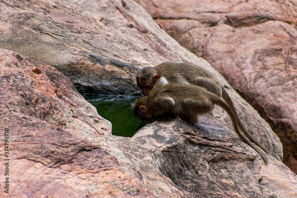 Two thirsty monkeys drinking water, deposited on the water holes in a Rocky surface during summer.