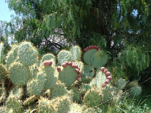 El pirul y el nopal con tunas photo