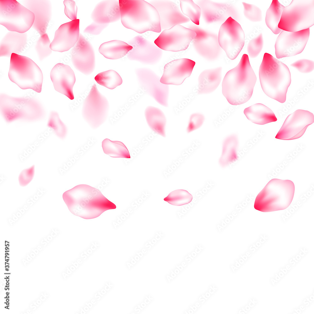Pink sakura petals confetti flying and falling Pink sakura petals confetti flying and falling
