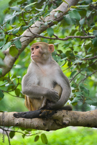 Monkey on a tree in the park