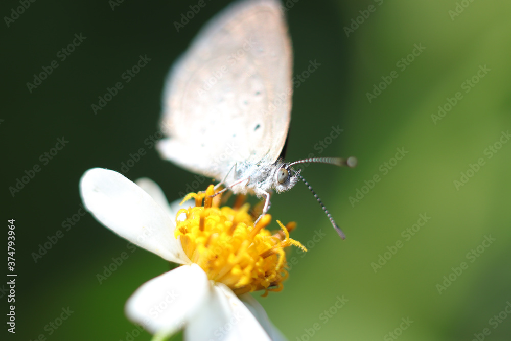 Fototapeta premium butterfly on flower