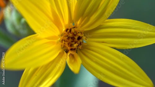 Zoom out macro shot of yellow flower