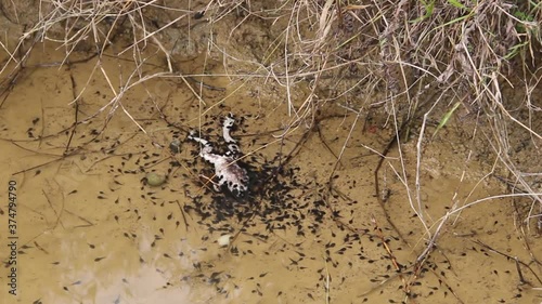 Tropical frog died and many tadpoles gathered around it. Decomposing frog contributed to growth of algae which gave food to tadpoles. Concept of self sacrifice. Vietnam raiforest
 photo