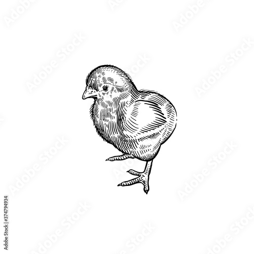 Domestic bird. Little cute chicken. Vintage black and white graphics.