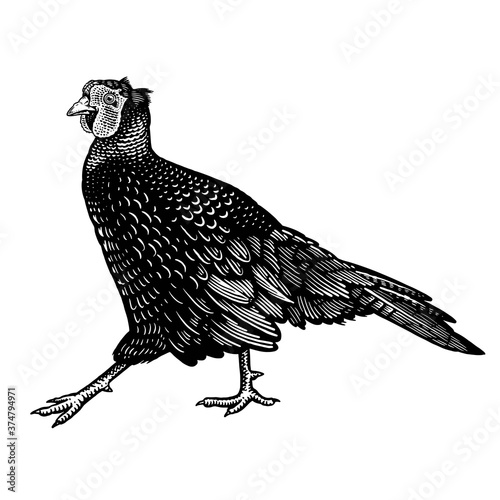 Pheasant. Domestic bird. Black and white graphics.