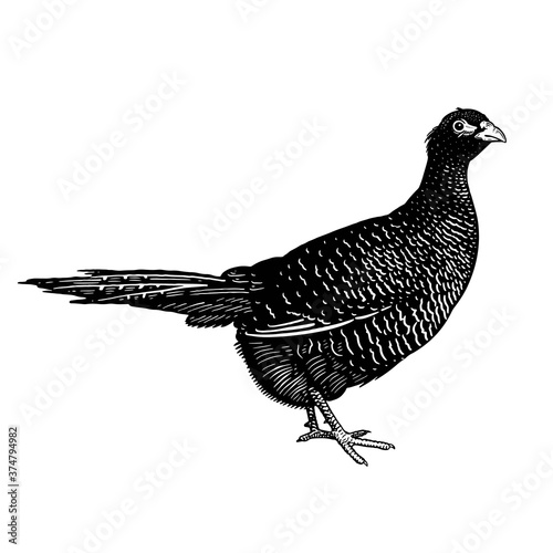 Pheasant. Domestic bird. Black and white graphics.
