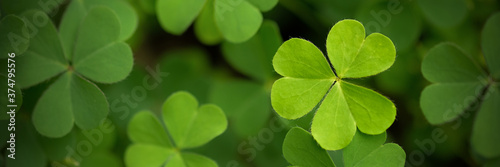 Green clover leaf isolated on white background. with three-leaved shamrocks. St. Patrick's day holiday symbol..