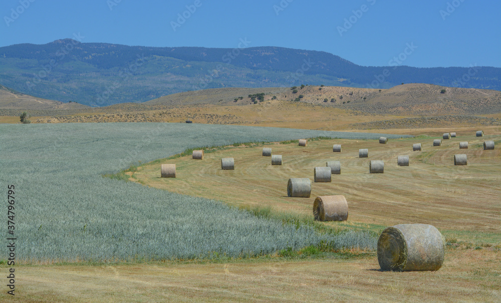 Obraz premium Bulk 1,000 lbs. rolled hay ready to be picked up and send to farmers to feed their livestock in Colorado