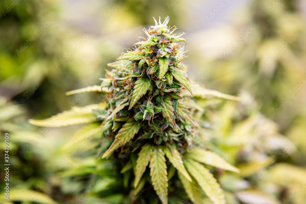 flower bud marijuana plant close-up trichome. flower bud marijuana plant close-up trichome.