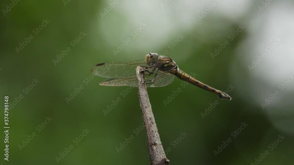 Dragonfly UHD MP4 4k . Dragonfly UHD MP4 4k .