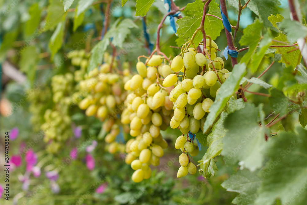 Bunches of ripe white grapes on a bush