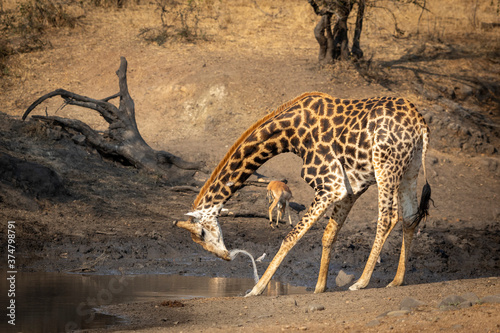 Adult male giraffe drinking water from a dam with an impala in the background in golden afternoon light in Kruger Park South Africa