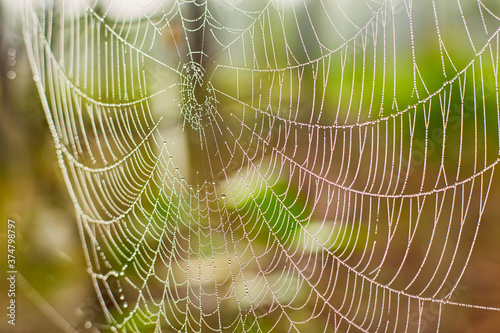 Beautiful web with dew drops in the sunlight in the morning