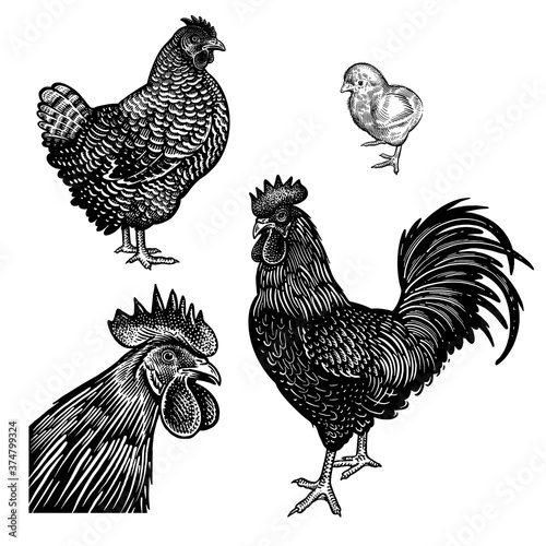 Domestic birds. Chicken, rooster, hen and and cock head closeup.