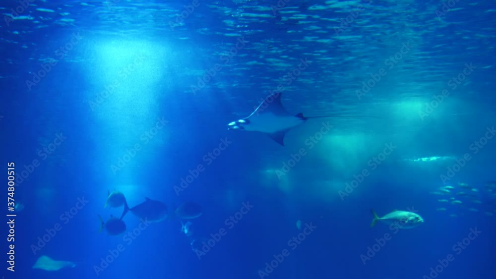 atlantic devil ray biology aquarium slow motion 4k