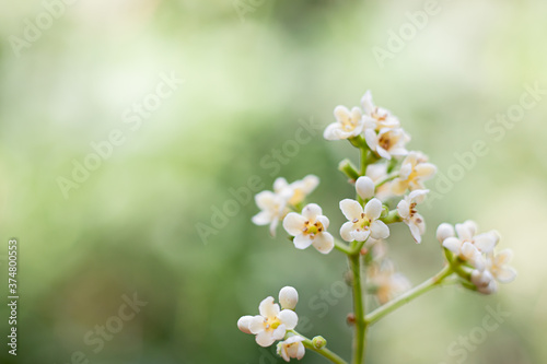 white flowers in spring