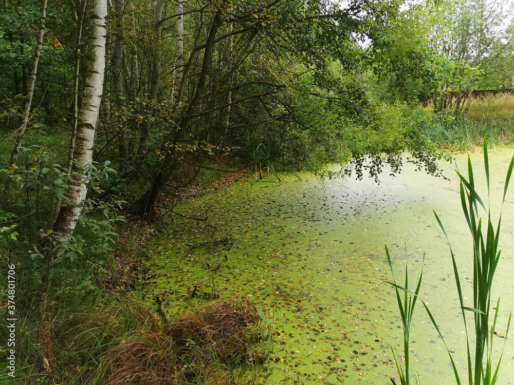 lake in the forest lake in the forest