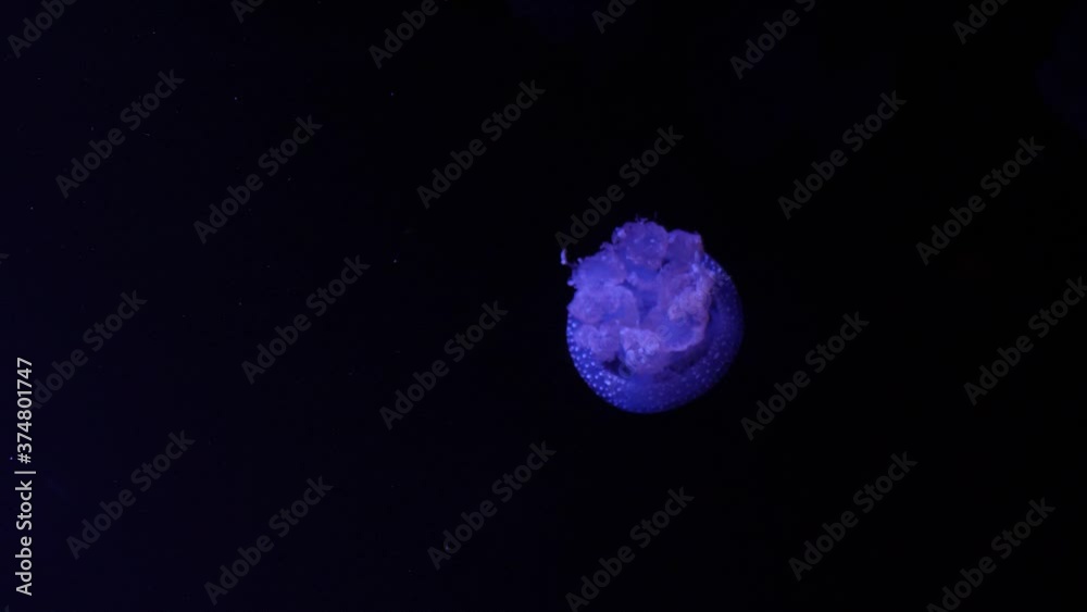 Atlantic sea nettle jellyfish slow motion 4k Atlantic sea nettle jellyfish slow motion 4k