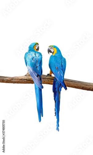 Close up Two Blue and Gold Macaws Perched on Branch Isolated on White Background with Clipping Path