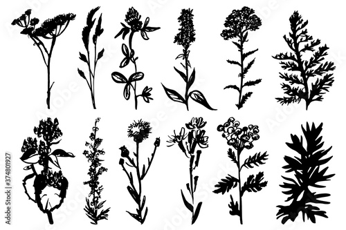 Wild herbs. A Set. Vector illustration. Drawn by a black line on a white background. Hand drawing.