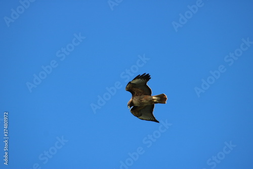 Red-Tailed Hawk Over Land's End