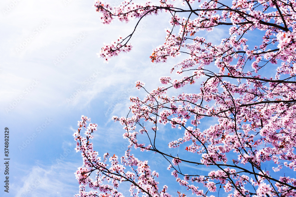 Cherry blossom tree. Pink color flower flakes outdoor background. Blue cloudy sky spring season in Europe. Bright pink white color floral texture.