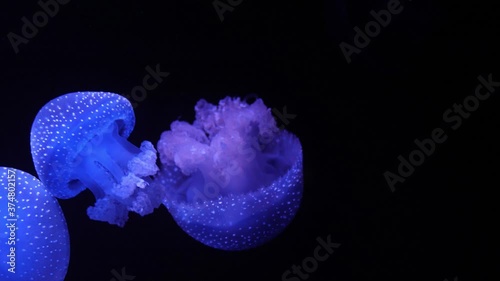 Atlantic sea nettle jellyfish slow motion 4k photo