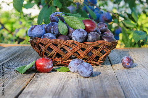 Plums in a vase on a wooden table in the summer garden. Seasonal fruits.