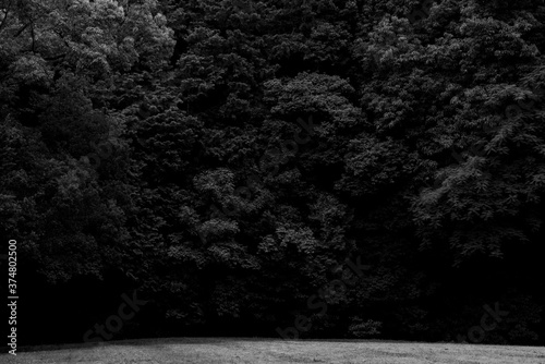 背景素材　森の中の開けた空間