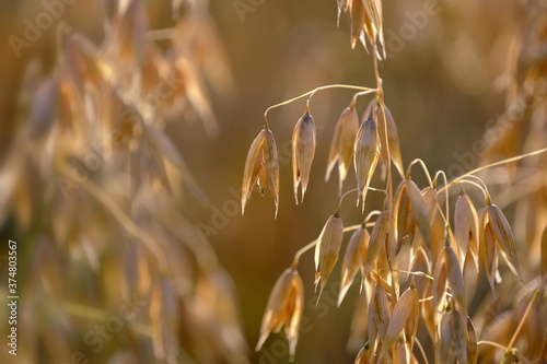 Hafer im goldenen Licht der Sonne