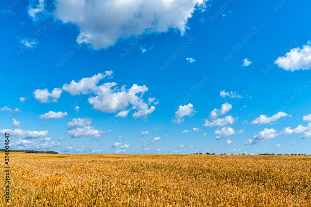 beautiful rural landscape. rye field and blue sky with clouds