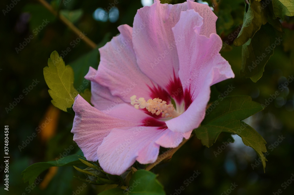 Bright pink flower of hibiscus (Hibiscus rosa sinensis) on green background. wild pink Hibiscus Bright pink flower of hibiscus (Hibiscus rosa sinensis) on green background. wild pink Hibiscus