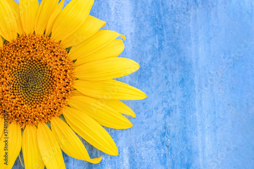 sunflower on blue wooden background, rustic background, free space for text, close-up