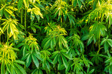 Green bushes of marijuana. Close up view of a marijuana cannabis bud at sunset