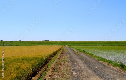 田植えの頃 田舎道 渡良瀬堤防 風景