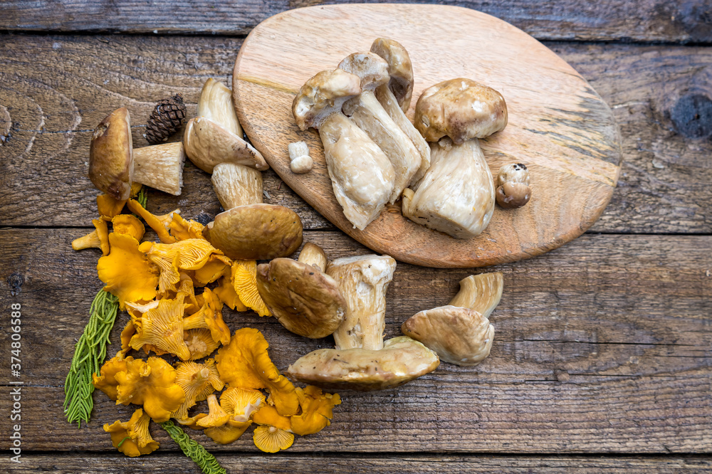 Autumn mushroom picking - porcini mushrooms and chanterelles on a wooden table Autumn mushroom picking - porcini mushrooms and chanterelles on a wooden table