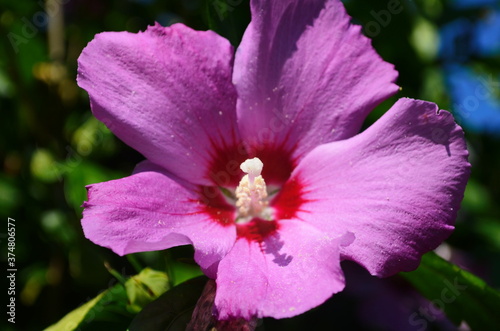 Bright pink flower of hibiscus (Hibiscus rosa sinensis) on green background. wild pink Hibiscus