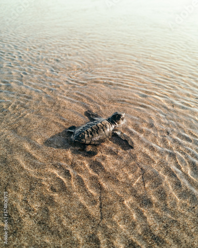 Baby sea turtle heading to the sea in Bali Indonesia