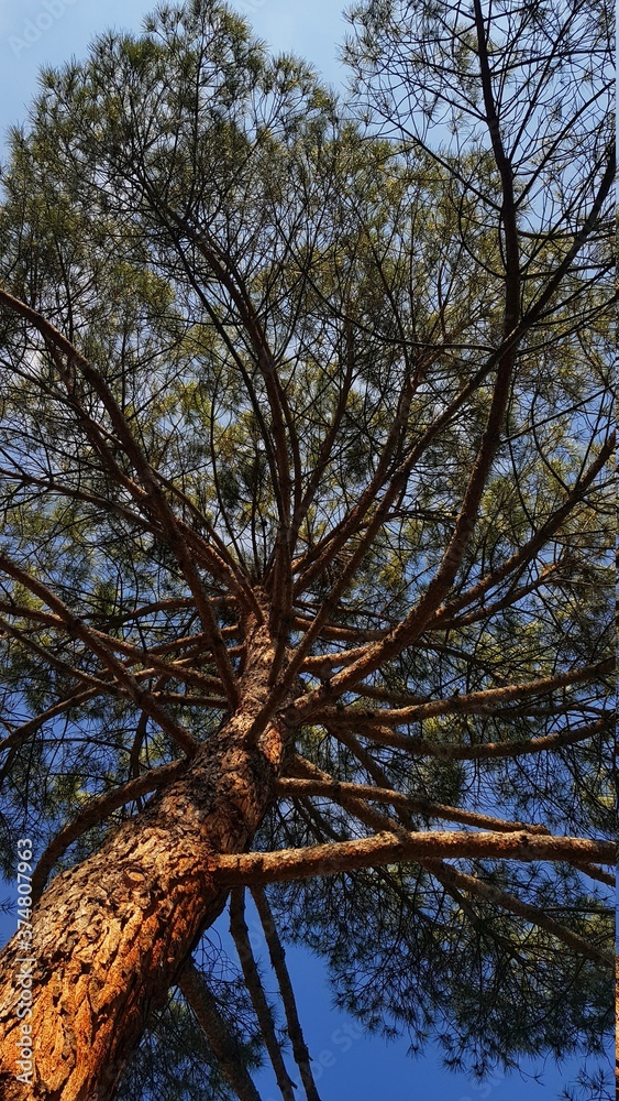 tree tree