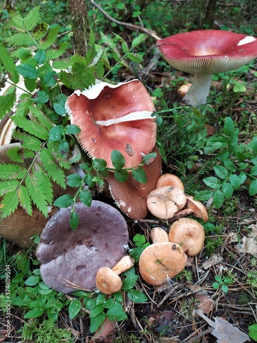 Colorful mushrooms in the green grass in forest