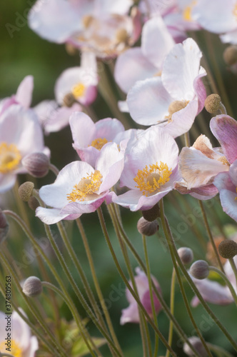 Anemone hupehensis flowers, close up photo